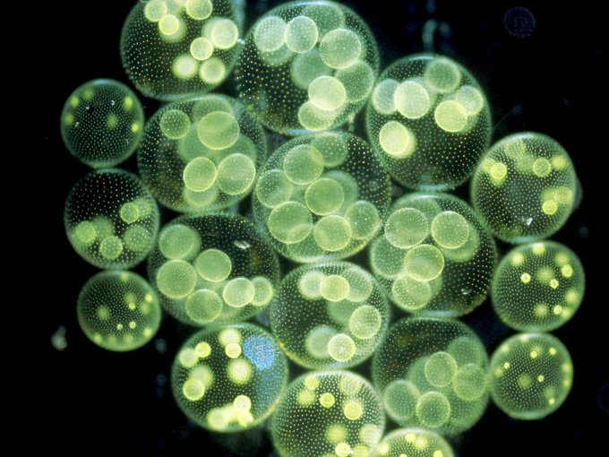 ボルボックスのtwitterイラスト検索結果