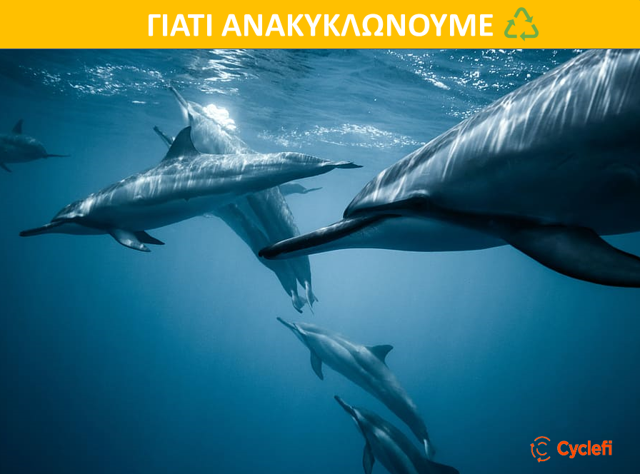 cyclefistartup's tweet photo. Το πλαστικό μπορεί να απελευθερώσει χημικές ουσίες που μυρίζουν σαν τροφή σε ορισμένα ζώα, με αποτέλεσμα κατά λάθος να το καταναλώσουν.🐟🐬

#recycle #plastic #plasticfree #plasticfreejuly #sea #oceans #savetheplanet #protecttheoceans #reduceplastic #plasticpollution #environment https://t.co/gwxa4i4RSK