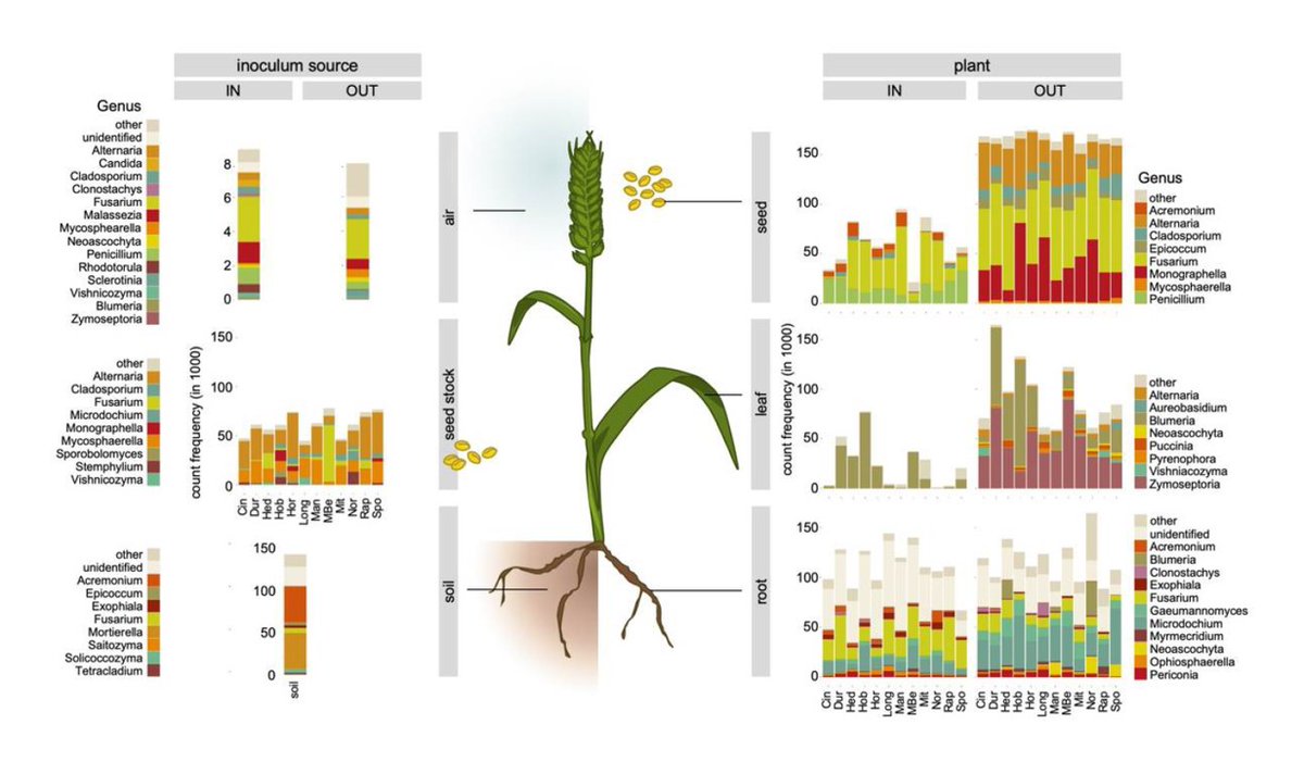 Frédéric Suffert (@wheatpath) on Twitter photo Succession of the fungal endophytic #microbiome in #wheat is dependent on tissue-specic interactions of host genotype and environment, by <a href="/MeikeLatz/">Meike A. C. Latz</a> <a href="/h_j_jorgensen/">Hans J Jørgensen</a>
researchsquare.com/article/rs-449… #Zymoseptoria #preprint Succession of the fungal endophytic #microbiome in #wheat is dependent on tissue-specic interactions of host genotype and environment, by <a href="/MeikeLatz/">Meike A. C. Latz</a> <a href="/h_j_jorgensen/">Hans J Jørgensen</a>
researchsquare.com/article/rs-449… #Zymoseptoria #preprint