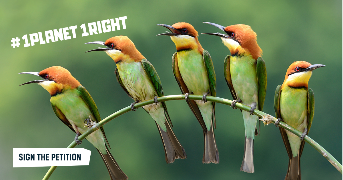 Doğa Network tweet media