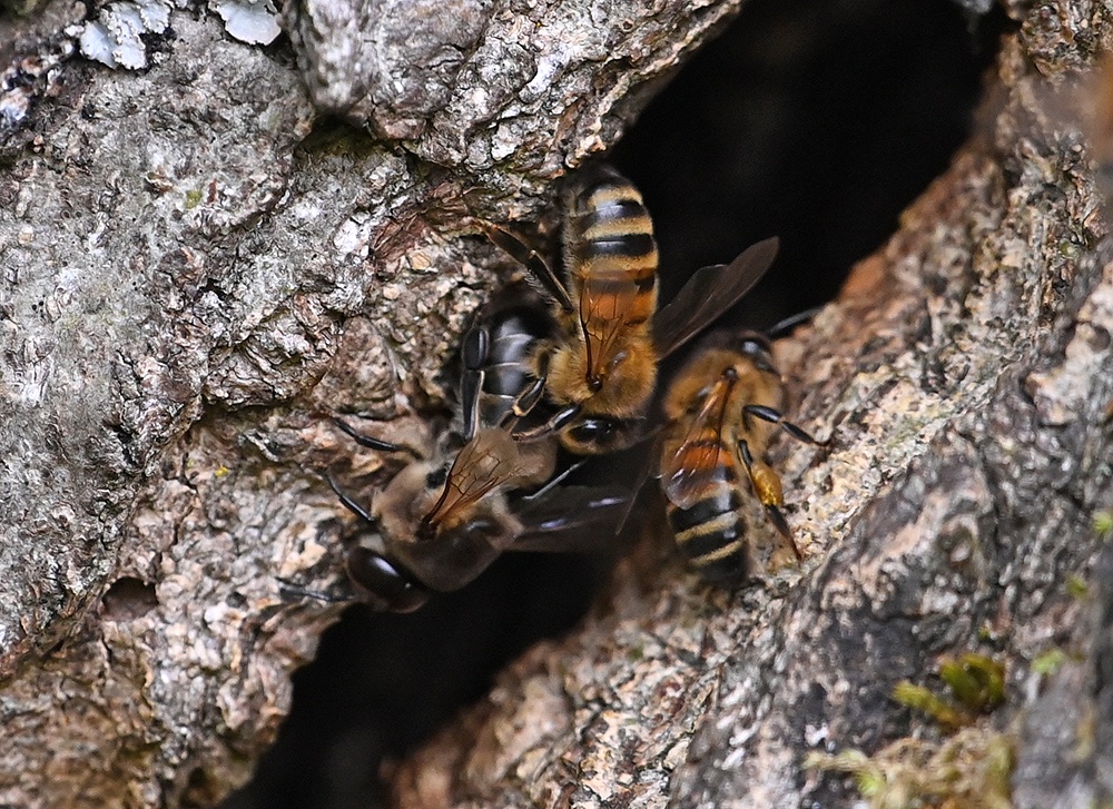 andyjonesfoto1's tweet photo. A male drone Honey Bee (all black) is expelled by the workers of this feral colony who have made their hive in an old Ash tree, Hope Valley, Derbyshire - 17th July 2020. @Natures_Voice @PeakDistrictNT @peakdistrict @BumblebeeTrust #honeybee #bees #dronebee #peakdistrict #Local https://t.co/B33eLCIjEy