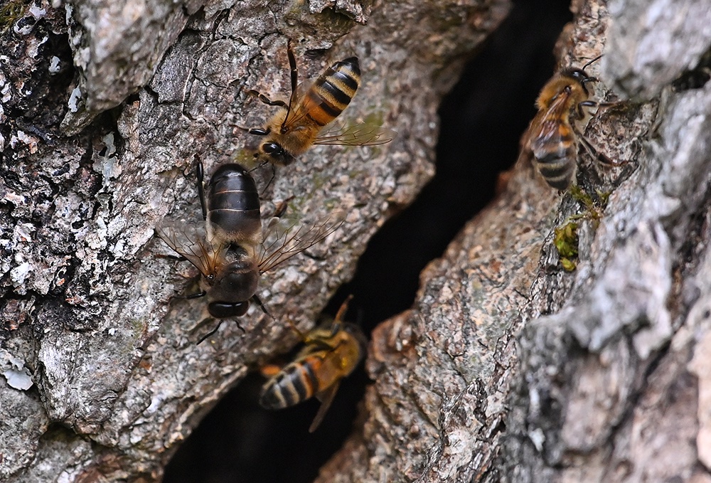 andyjonesfoto1's tweet photo. A male drone Honey Bee (all black) is expelled by the workers of this feral colony who have made their hive in an old Ash tree, Hope Valley, Derbyshire - 17th July 2020. @Natures_Voice @PeakDistrictNT @peakdistrict @BumblebeeTrust #honeybee #bees #dronebee #peakdistrict #Local https://t.co/B33eLCIjEy