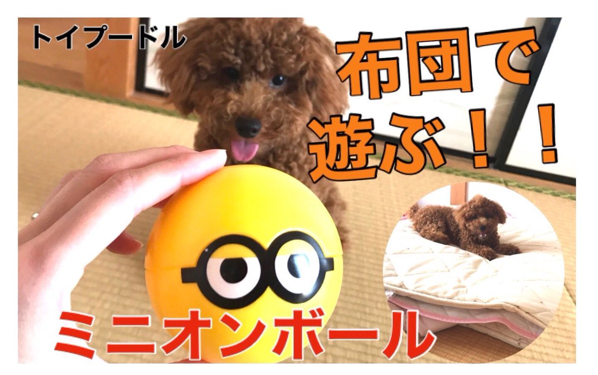PekoTw's tweet photo. 【生後７ヶ月】布団遊びで興奮しすぎて機敏な動きをする！！　ミニオンボール で遊ぶ☆ 【toy poodle】 

https://t.co/XOJYm0d4Z9 

#ミニオン
#犬
#トイプードル
#ボール
#遊び
#布団 https://t.co/9gl8cQpJR9