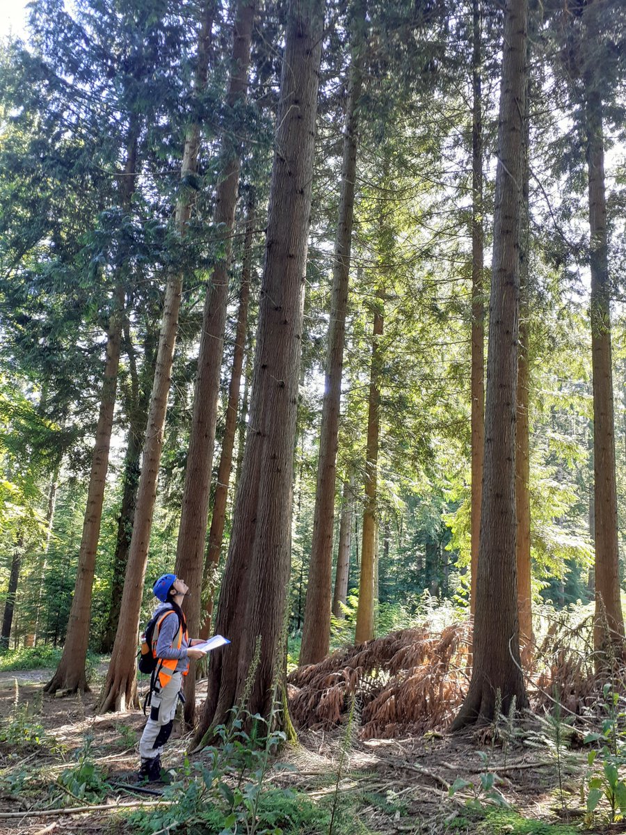 MacKay_Lab's tweet photo. Last week @JohnMacKayOxfd and @BarleyRose_ went with @LGuillardin to help her collect samples looking at continuous cover forestry #CCF. We had great fun using a catapult. Uncharacteristically good weather was an added bonus. #ForestScience #fieldwork https://t.co/TXHwAQwqNC