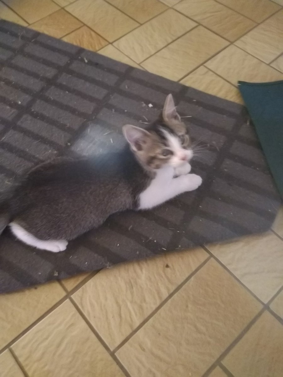 PoissonFa's tweet photo. Bulle, vraie machine à ronrons et son frère qui dort dans la grosse caisse de la batterie. Leur jeu préféré ? LA BAGARRE 😸 #LesChatons https://t.co/KGHsfQIhs1