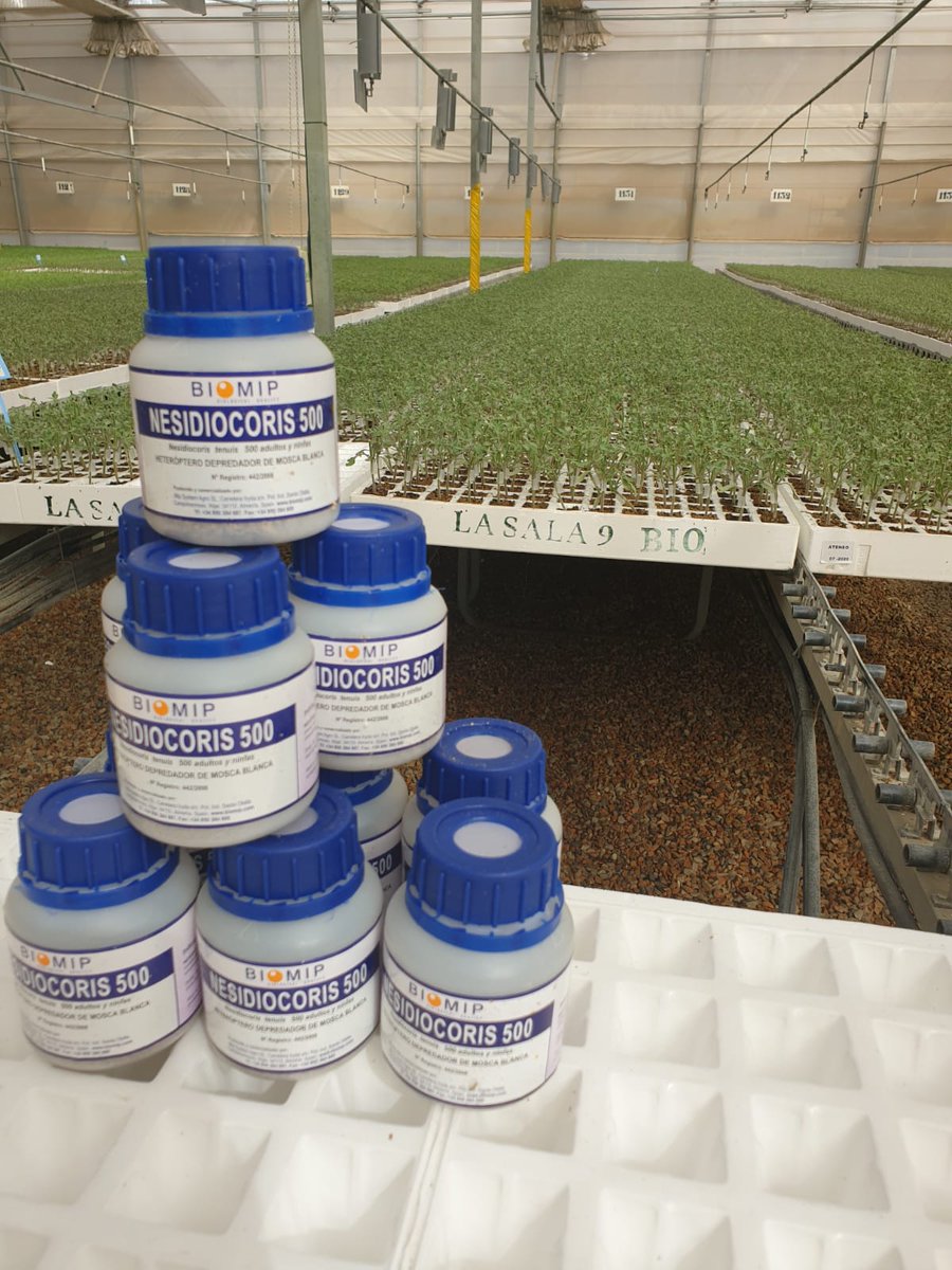 biomip_sl's tweet photo. Haz tu Control Biológico con Nesidiocoris biomip, trabajando en los semilleros para preservar tus planta de tomate.

#biomip #biocontrol #nesidiocoris #tomate #semilleros https://t.co/4eGoDike5d