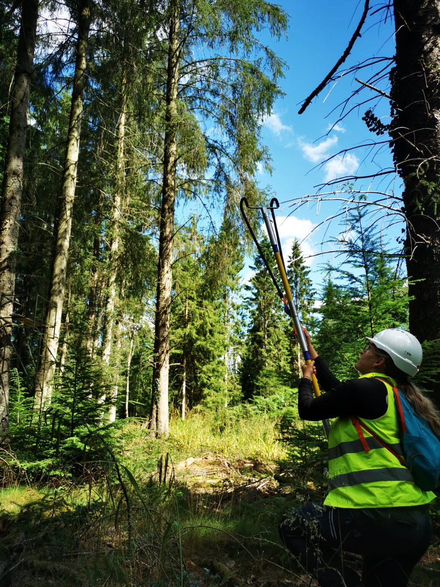 MacKay_Lab's tweet photo. Last week @JohnMacKayOxfd and @BarleyRose_ went with @LGuillardin to help her collect samples looking at continuous cover forestry #CCF. We had great fun using a catapult. Uncharacteristically good weather was an added bonus. #ForestScience #fieldwork https://t.co/TXHwAQwqNC