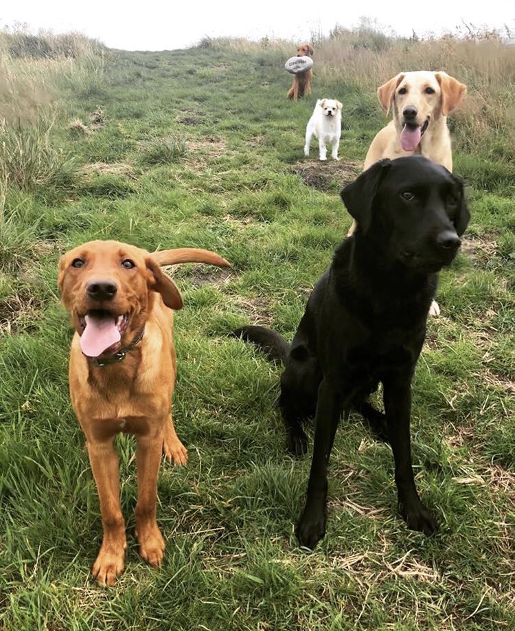 mydogfield's tweet photo. Lined up ready to play π€ͺπΆ
.
.
.
#mydogfield #mydog #dog #dogwalk #dogwalks #dogadventures #dogwalking #dogwalkingservices #dogwalkingadventures #dogwalkingbusiness #doglife #field #views #saddleworth #pennines #securefields #dogsofinstagram #dogstagram #dogsofmanchester https://t.co/WPvagBLNt1