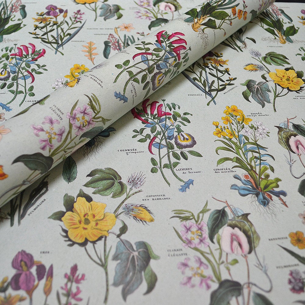 papertreenook's tweet photo. More beautiful illustrated flowers! Botanical Bouquets #italianpaper #botanicalflowers #illustrations https://t.co/tPUJOM5bqT
