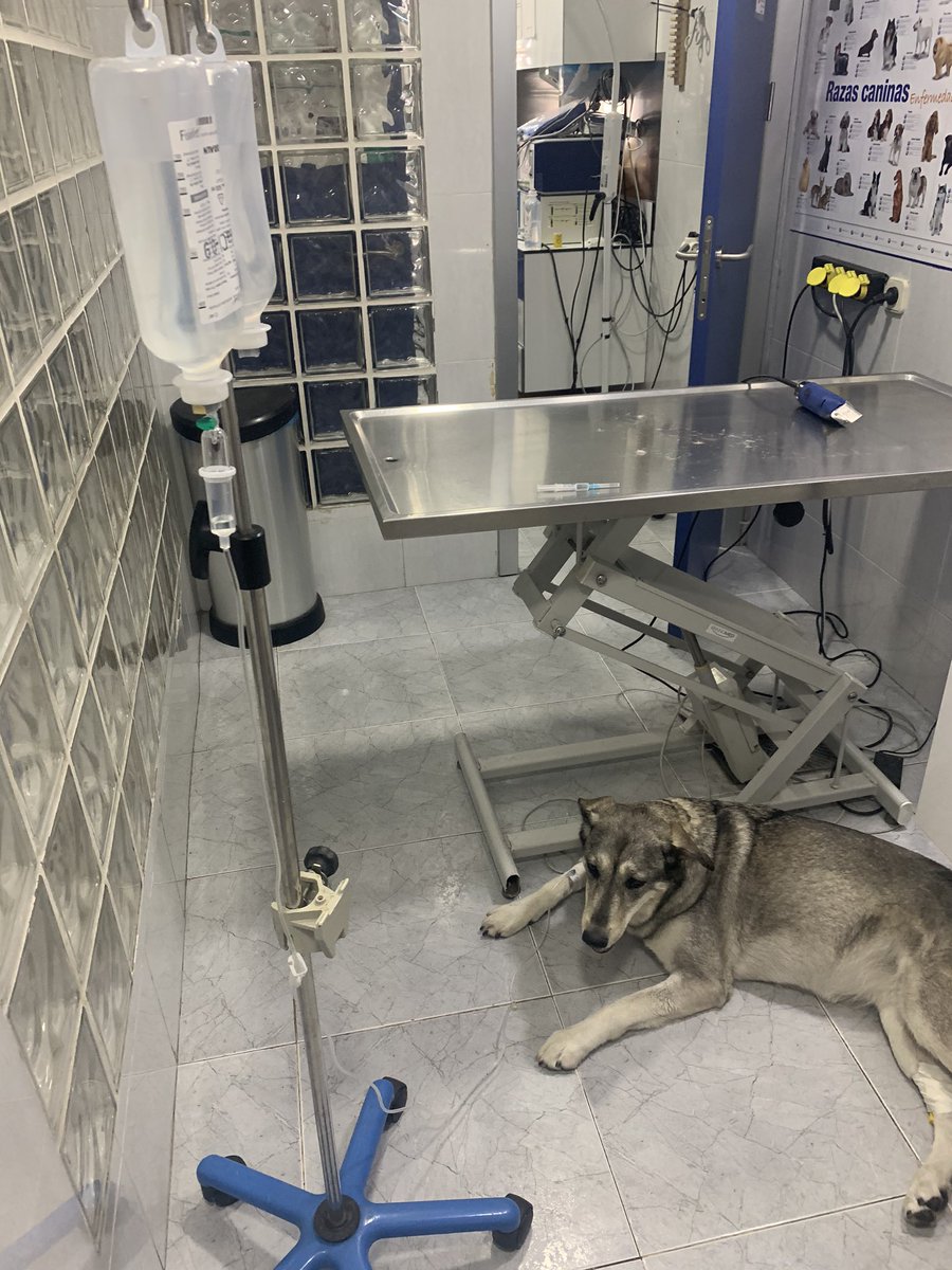 Andreaps3918's tweet photo. por suerte todo salió bien 💖 solo 1000 euros más pobre (teniendo seguro de perro) y Ender con una raja de guerra por toda la tripa (por eso la camiseta) https://t.co/7f2K1jmD5i