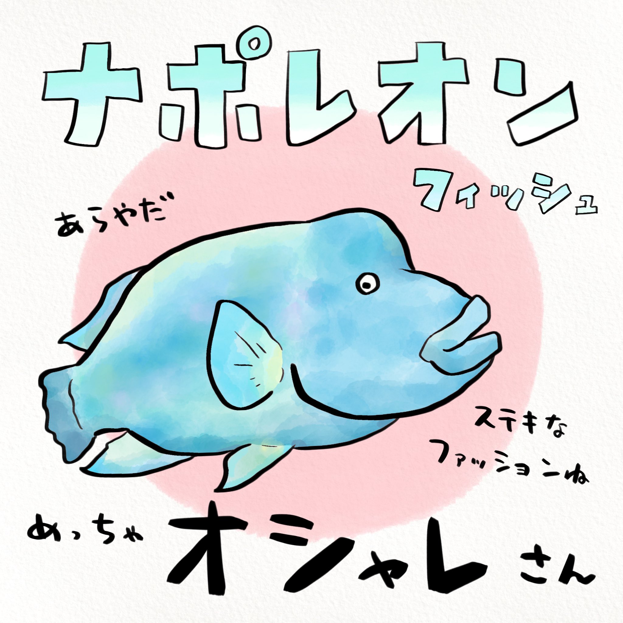 さかなのおにいさん かわちゃん ナポレオンフィッシュはアンパンマンと同じ三頭身