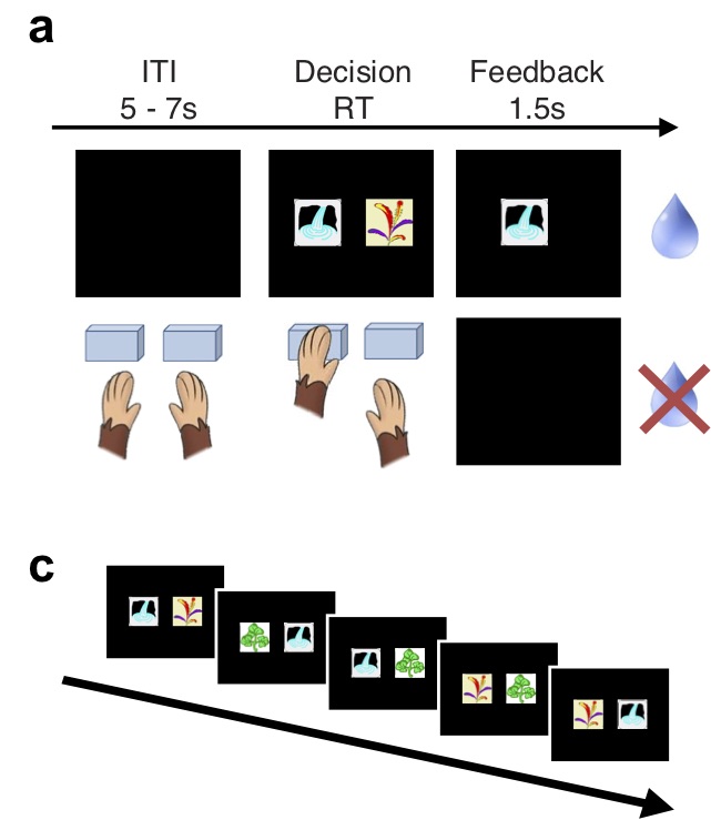 To do this, we analyzed decision making in a probabilistic learning task in monkeys – behaviorally and with a reinforcement learning model. Afterwards, we investigated the neural correlates of the global reward state with fMRI.  2/11