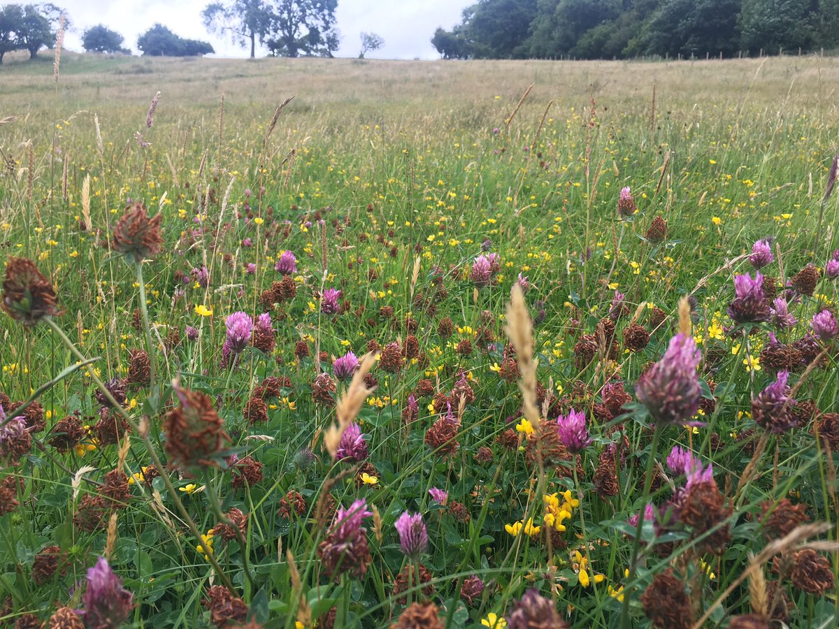 Sheep nibbling wildflowers, herbs and varied grasses. Rested field above is humming with bees and crickets. When you hear the phrase ‘regenerative agriculture’, this is what we’re talking about. #grassfed #naturefriendly #sustainable #farming