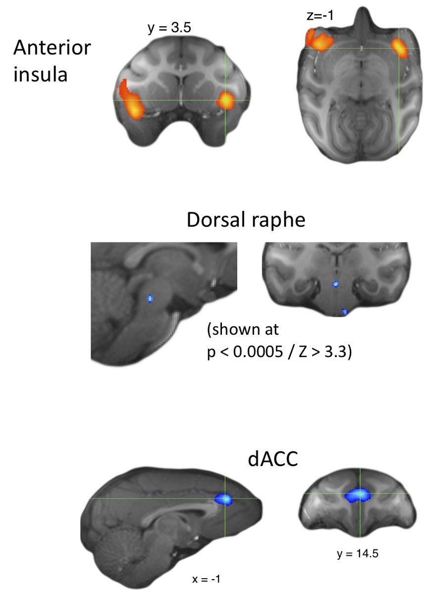So: Where is the global reward state in the brain? Answer: most prominently in the agranular insula, very close to OFC. But also in the dorsal raphe and dACC. All these regions encode global reward state and also whether reward is delivered in the present moment. + 7/11