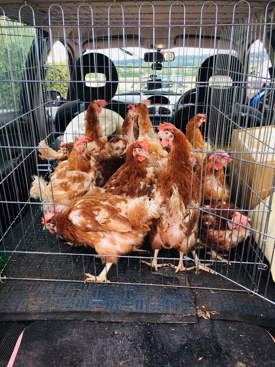BHWTOfficial's tweet photo. 💗 NEW REHOMING DATES 💗

We have hens available on Saturday 1 August at:

Wiltshire (South Marston)
Oxford (Didcot)
Northumberland (Gateshead)

Please make sure you're registered https://t.co/8CblDAeSah then call Hen Central 01884 860084 🐔 to book your hens. https://t.co/tprErKTPpK
