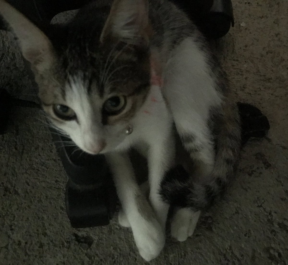 16. he’s been with me since natapos lunch break ko tapos pag aalis ako ng kwarto susunod siya, pati pagbabalik ako ppwesto ulit siya dyan 