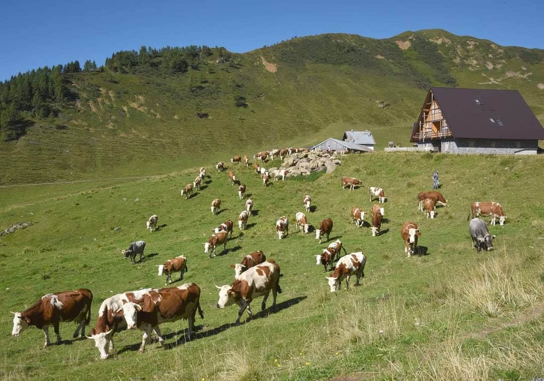 SlowFoodFVG's tweet photo. MALGA LOSA 2020: La Carnia accoglie Pordenone e Belluno! -  Gita in Malga 8 Agosto 2020. Una degustazione di formaggi d'alpeggio in Malga Losa dove potremmo assaporare i primi Çuç di Mont prodotti quest'anno. https://t.co/HisOxIuuPn https://t.co/2LDi74DYWh