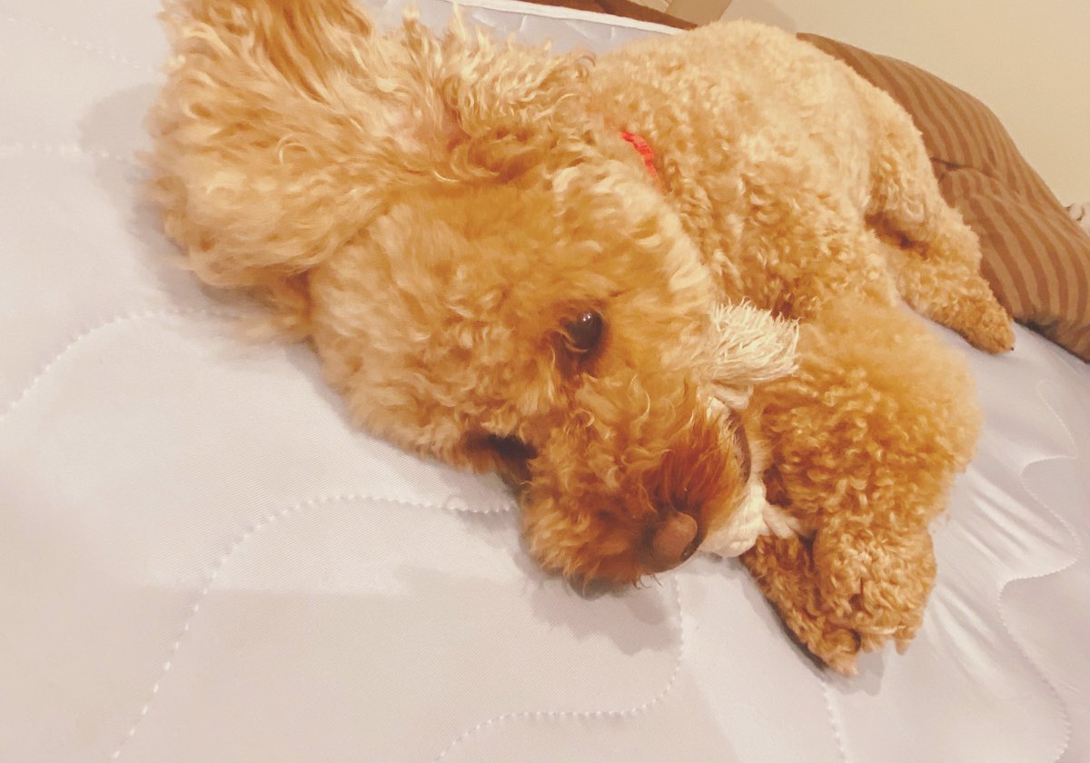 たんころ いぬあか على تويتر 飼い主が思う あむちゃんの最高キュンポイントは 他のは全部白っぽいのに 後ろ足の1本だけ黒い爪 です 犬好きさんと繋がりたい 保護犬 元保護犬 トイプードル シュナウザー かわいい デカプー
