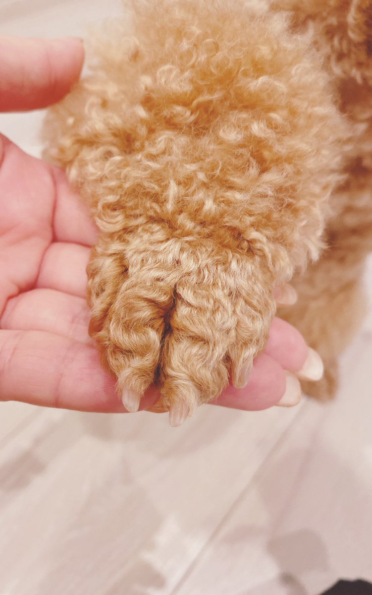 たんころ いぬあか على تويتر 飼い主が思う あむちゃんの最高キュンポイントは 他のは全部白っぽいのに 後ろ足の1本だけ黒い爪 です 犬好きさんと繋がりたい 保護犬 元保護犬 トイプードル シュナウザー かわいい デカプー