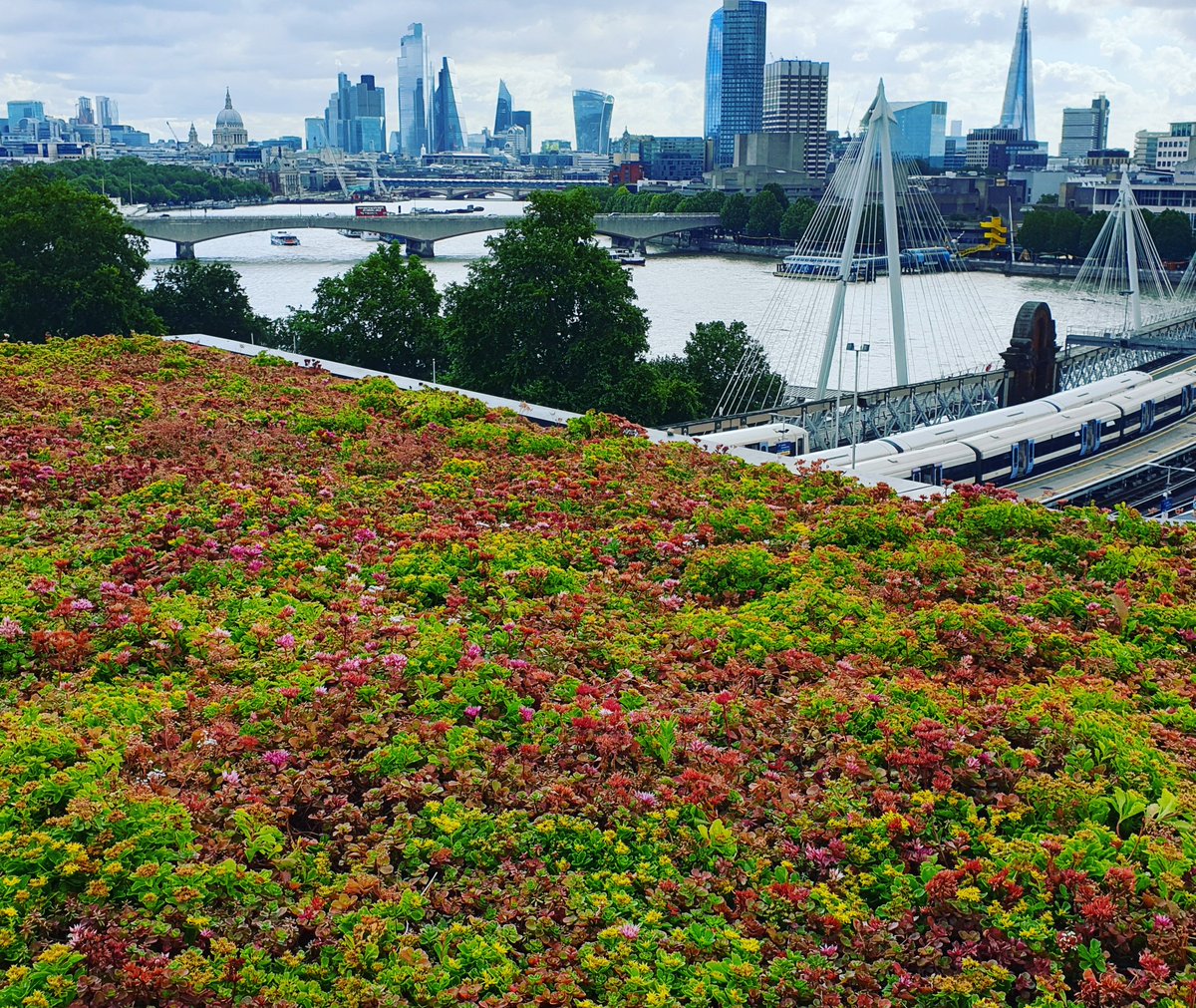 Build back better, enable green jobs, support nature and take climate action by greening rooftops #greenroofs #BuildBackBetter #urbangreening #naturebasedsolutions #greytogreen #climateaction