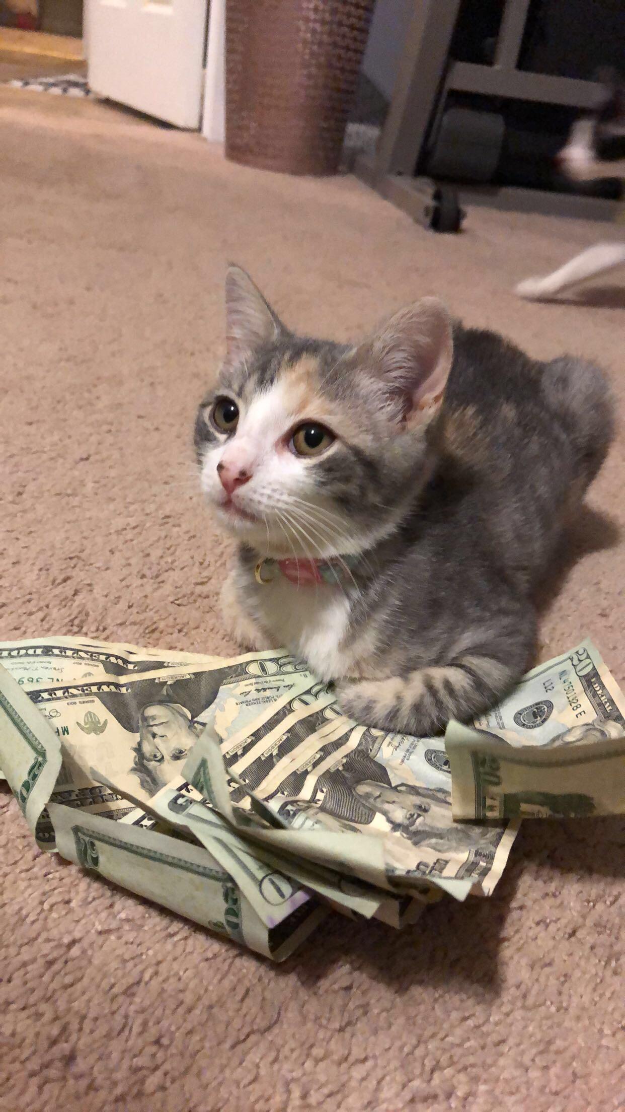 Meow Moe on X: "#Bad #Bitch #Nermal gets all the #Money 💸 #Cats #Cat # Kittens #Kitten #Kitty #Pets #Pet #Meow #Moe #CuteCats #CuteCat  #CuteKittens #CuteKitten #MeowMoe https://t.co/w9vG8UwjFL  https://t.co/A4kvdgR1qP" / X