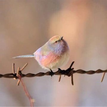 仙界下凡的鳥 軟萌圓胖的夢幻外型漸層毛色美到不真實 禁聞網