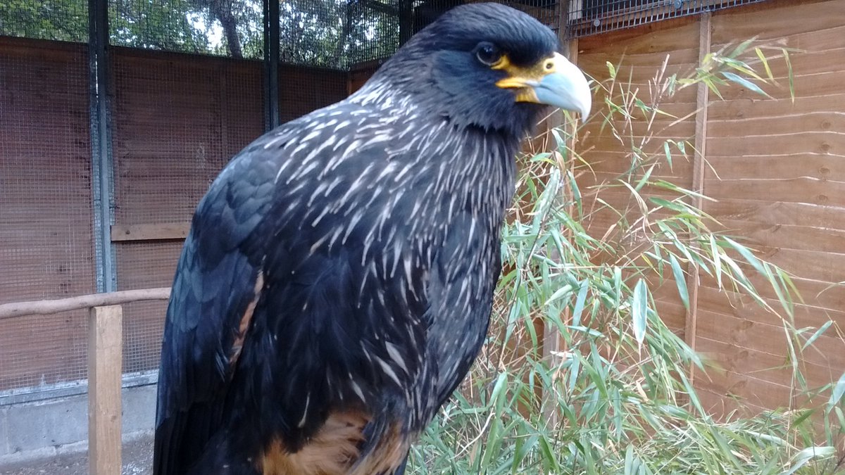 We are now finally back open after COVID 19 shutdown. It's nice to welcome visitors back &amp; Stanley pictured our striated caracara is back on flying display duty, she (yes she!) Is a star! #WelcomeBack #reopen #summertime #Summer2020