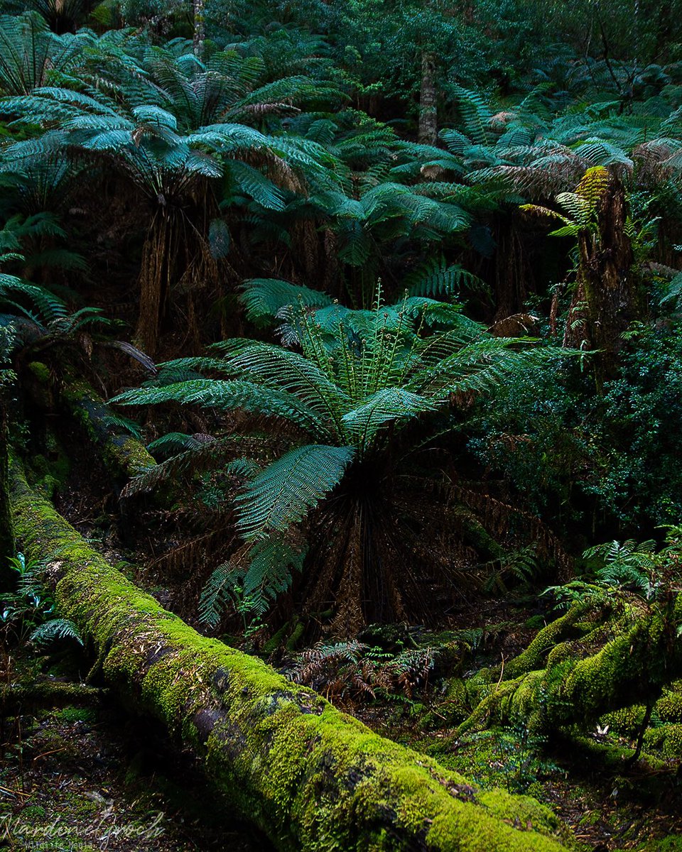 nads6323's tweet photo. Happy #WorldNatureConservationDay2020 let’s protect our beautiful home. Who would want to live anywhere else in the universe but on Planet Earth? #protectourplanet #conservation #nature #NaturePhotography https://t.co/ylICoPC2ua