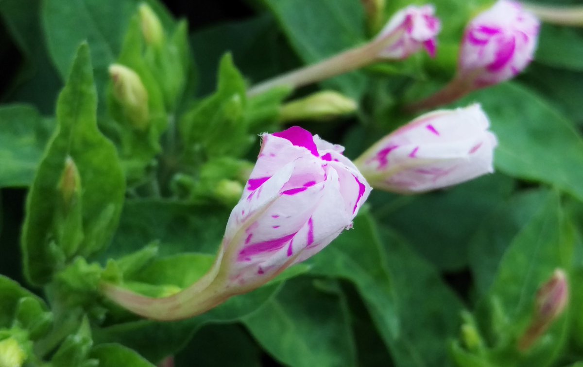花 花咲く時を待ちわびて うまく言葉に出せないでいた 心に嘘を残したまま 遠回しに話す言葉の隙間に あなたを想う 風が吹き抜け Hy 今日の誕生花 オシロイバナ 花言葉 あなたを想う ｵｼﾛｲﾊﾞﾅ ﾅｴ