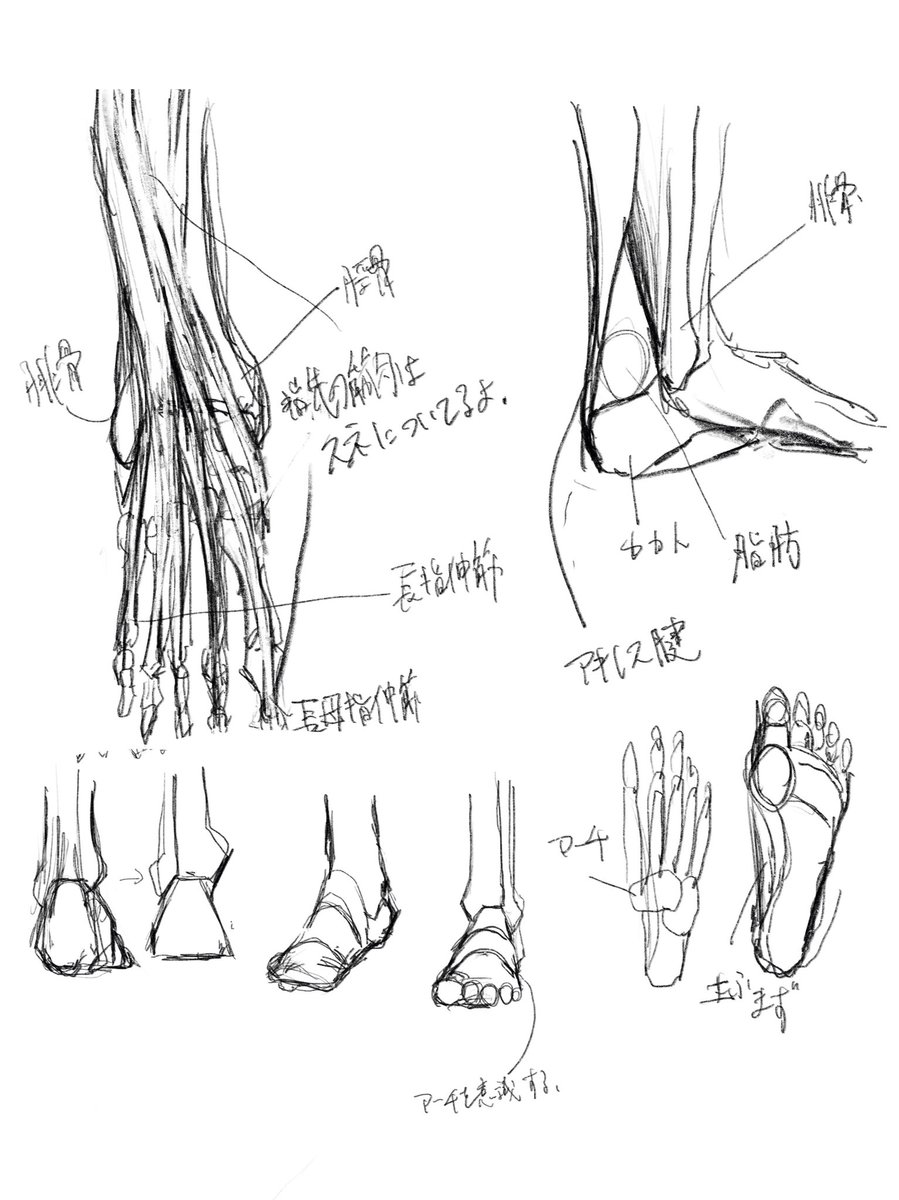足部の描画のコツは台形や三角形などの集合体を意識すること。
立位を取った場合全体重がここにかかる。
下腿の骨は二本あり、距骨という骨を挟み込んでいる。距骨には筋肉がついていない唯一の骨。 