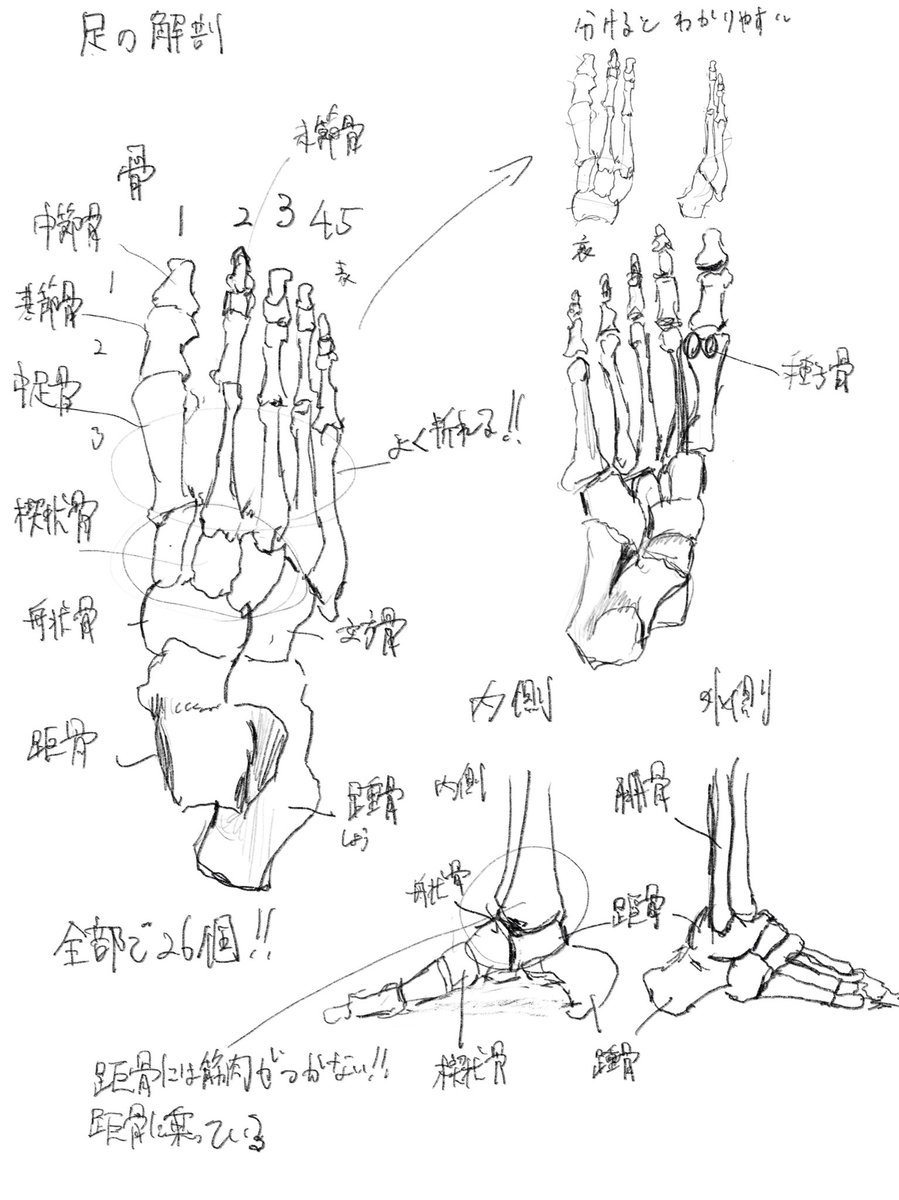 足部の描画のコツは台形や三角形などの集合体を意識すること。
立位を取った場合全体重がここにかかる。
下腿の骨は二本あり、距骨という骨を挟み込んでいる。距骨には筋肉がついていない唯一の骨。 