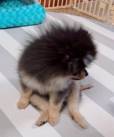 Tannie as taehyung: a very cute thread