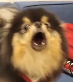 Tannie as taehyung: a very cute thread