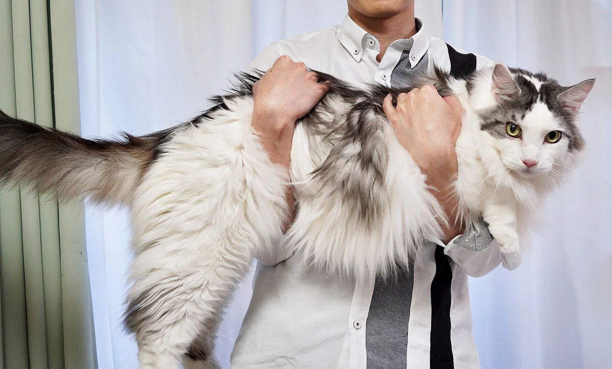 12kgの猫！？メインクーンがどれだけ大きいかよく分かる画像！