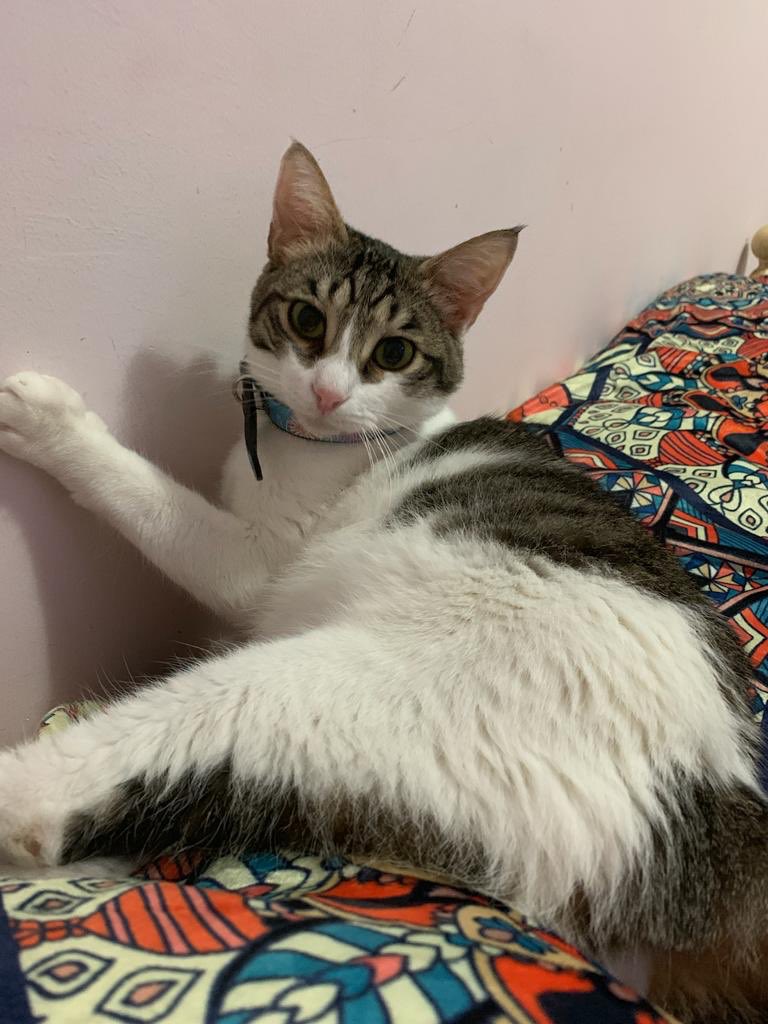 diilettae's tweet photo. ⚠️‼️ AIUTATEMI PER FAVORE ‼️⚠️ 
ieri sera si è smarrito il mio gatto, il suo nome è Ettore, ha una medaglietta blu con il nome e il numero di telefono. LECCE, PUGLIA. 
VI PREGO ANCHE UN RT PUÒ AIUTARE https://t.co/EG3OgYIUUf