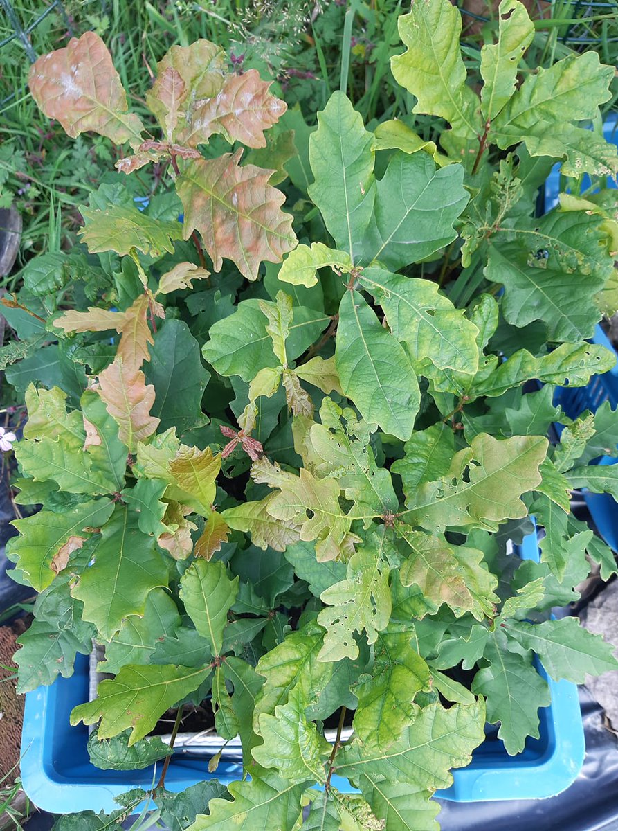 LEAFIreland's tweet photo. A Choill Bheag in a box🌳During our School Based Workshops we planted these acorns with students. These little oaks are thriving &amp; will be planted on in school or community grounds later in the year after the leaves drop off 🍃#LearningAboutForests #ClimateAction https://t.co/0DPM7YzR8x
