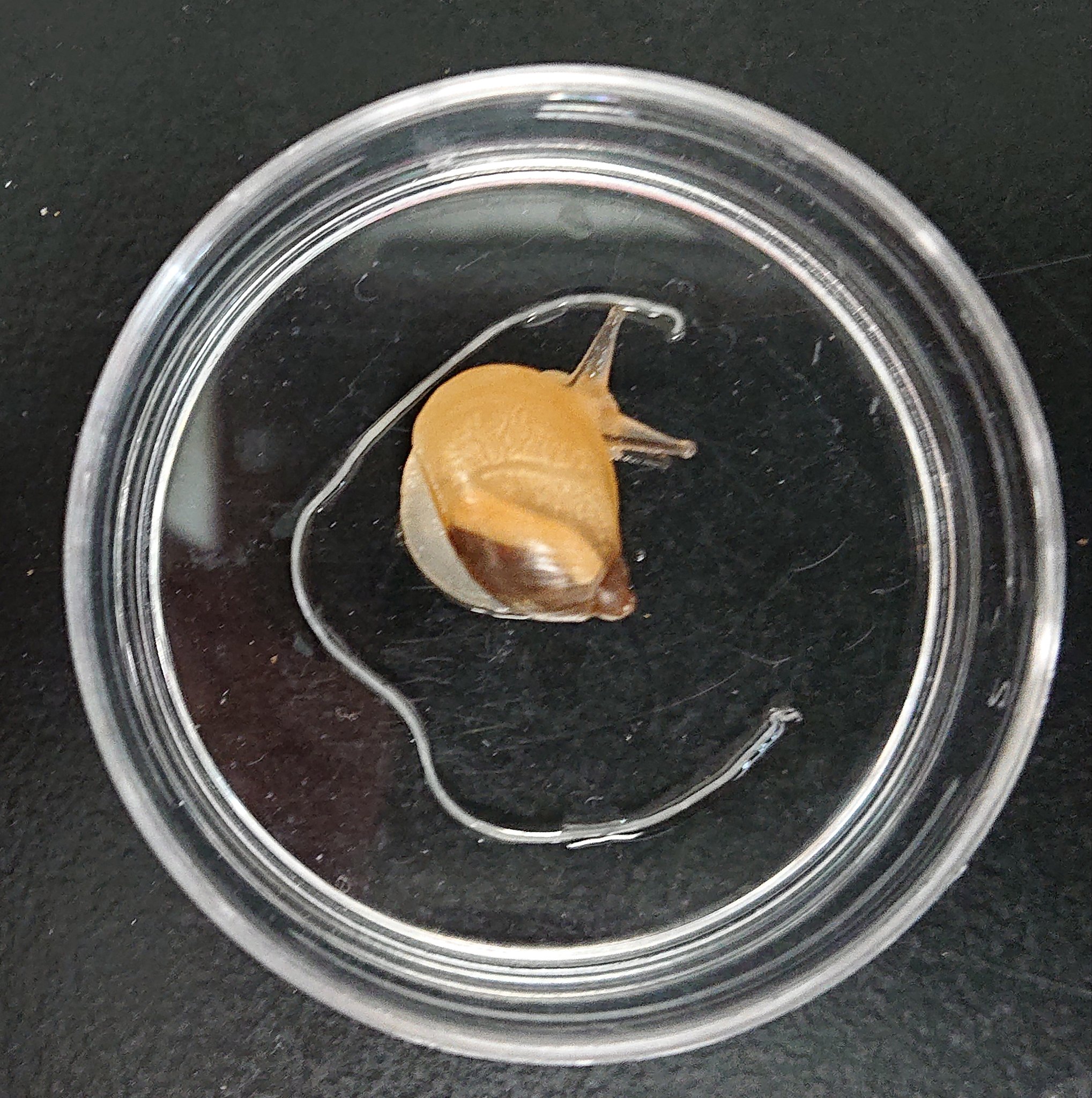 佐々木瑞希 旭川医大寄生虫 オカモノアラガイから取り出したシヘンチュウのなかま 白い糸みたいなやつ これでも短いほうで カタツムリの中でさらに発育してから 外に出てくるよ 寄生されていた個体と同じサイズのオカモノアラガイを並べています