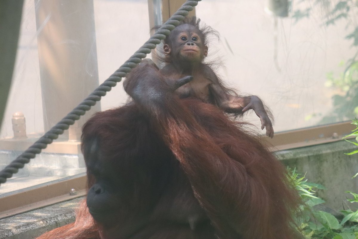 北海道の動物園 水族館 Pa Twitter 北海道札幌市 円山動物園 ２０２０年７月撮影 ２月に産まれたオランウータンの子供 令斗 レイト くん お母さんにくっついたり体を登ったり 人間の赤ちゃんと一緒ですね 可愛い 北海道 札幌 円山動物園 動物園