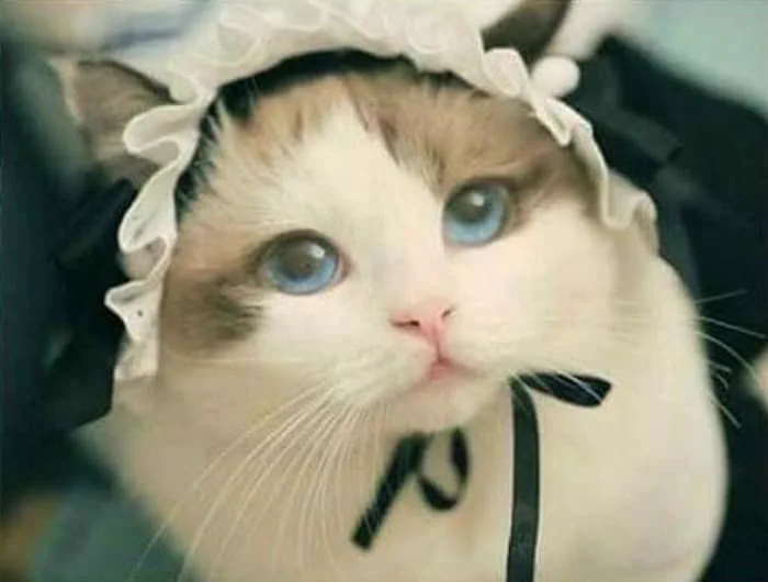 絵に描いたような美猫！キレイな瞳に見惚れてしまう…！