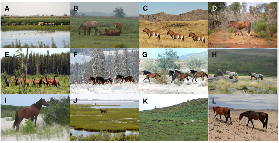 1/ Modelling indicates that large areas in North and South America and Eurasia have suitable climate and habitat for  #rewilding with wild-living horses.  #rewildingscience paper by Pernille Naundrup and  @JCSvenning in  @PLOSONE