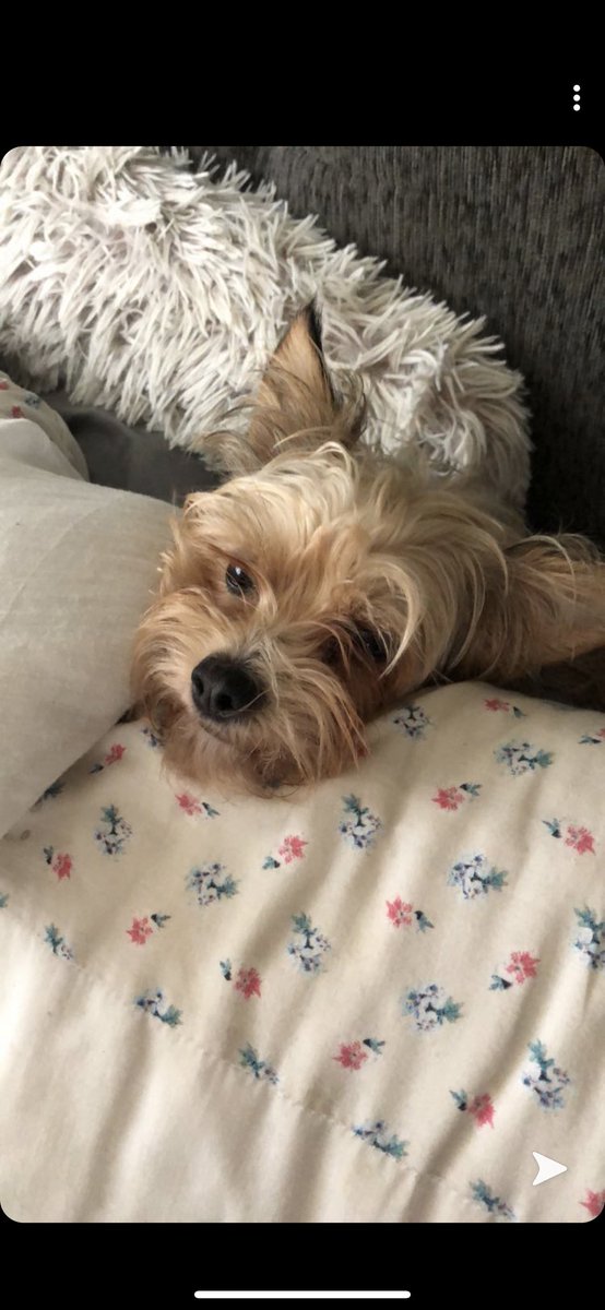 pamarcher83's tweet photo. @DNPthree She always hides herself in my pillows https://t.co/mkiXeMW9Tl