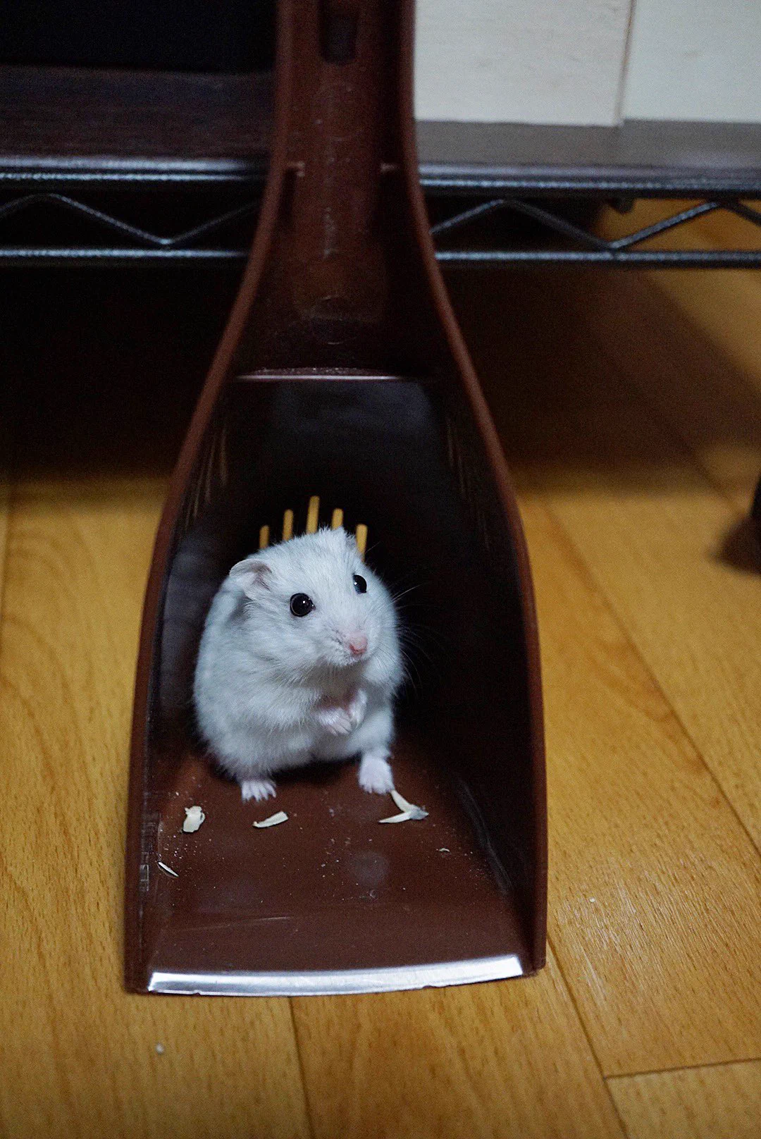 快適な個室を発見した「ハムスターのみるくくん」ｗｗｗ飼い主さんが一生懸命探しても見つからないはずだｗｗｗ