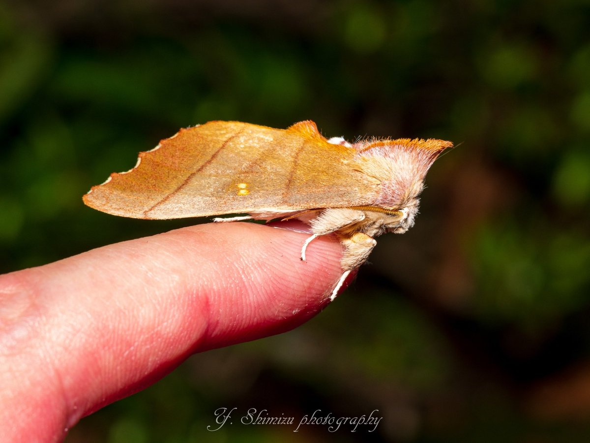 しみず 虫撮る人 セダカシャチホコ リーゼントがかっこいい蛾 昆虫 昆虫写真 キリトリセカイ 東京カメラ部 ファインダー越しの私の世界 写真好きな人と繋がりたい Olympus 蛾はいいぞ