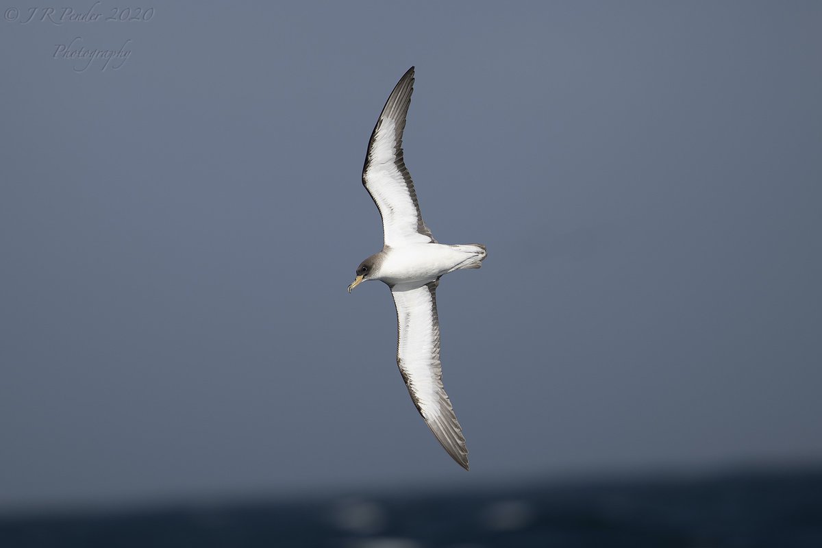 Scillypelagics's tweet image. Calonectris y'day eve. Sea rough, light harsh. Looked smallish in field, slimmish bill &amp;amp; body, inner web p9 very long white tongue, perhaps whitish mottling basally p10; underwing, dark spot gpc10, lightly marked lesser secondary coverts. ID Cory's/Scopoli's.