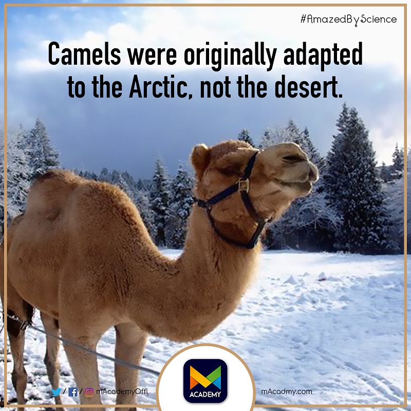 mAcademyOffl's tweet photo. There is so much unknown and unexplored about life around us. Unlock and explore knowledge with mAcademy. #camel #AmazedByScience #facts
#interesting #mAcademy #LearnItYourWay #learningapp #onlinelearning #neet2020 #india #hyderabad #telangana #learn #learnfromhome #jeeexam https://t.co/IR2vZLStar