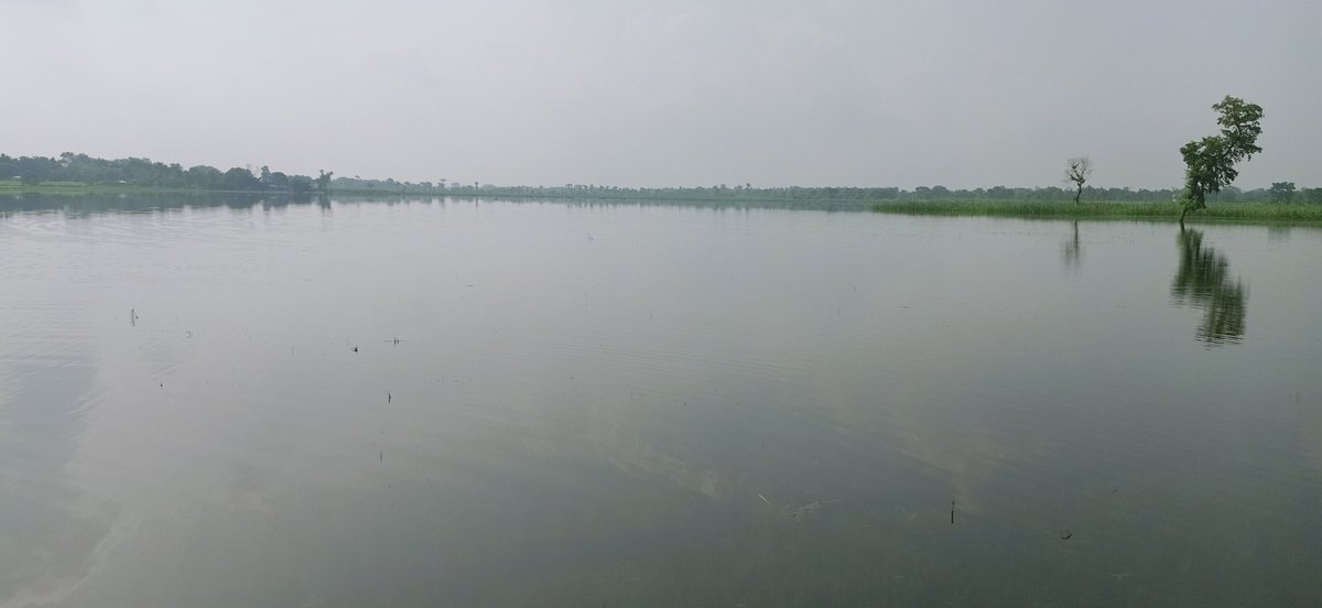 sdhindal's tweet photo. @SwamiPMaurya
पडरौना से सटे बेलवा, अमवा में जलजमाव के कारण कई सौ एकड़ धान की फसलें बर्बाद हो रही हैं जबकि यहां सटे गंडक नहर में इस जलजमाव को निकाला जा सकता है ऑप्शन रहते हुए यहां कार्यरत प्रशाo व्यवस्थायें इसकी सुधि अबतक नहीं लिए।
मंत्री जी जनहित, देशहित में इसकी संज्ञान लीजिये। https://t.co/DVCRbaSSRj
