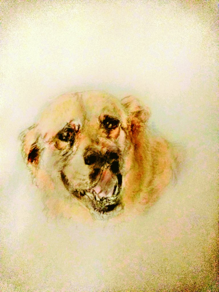 鼻が2つに割れている珍しい犬です。資料が少ないのですが頑張ってそれ