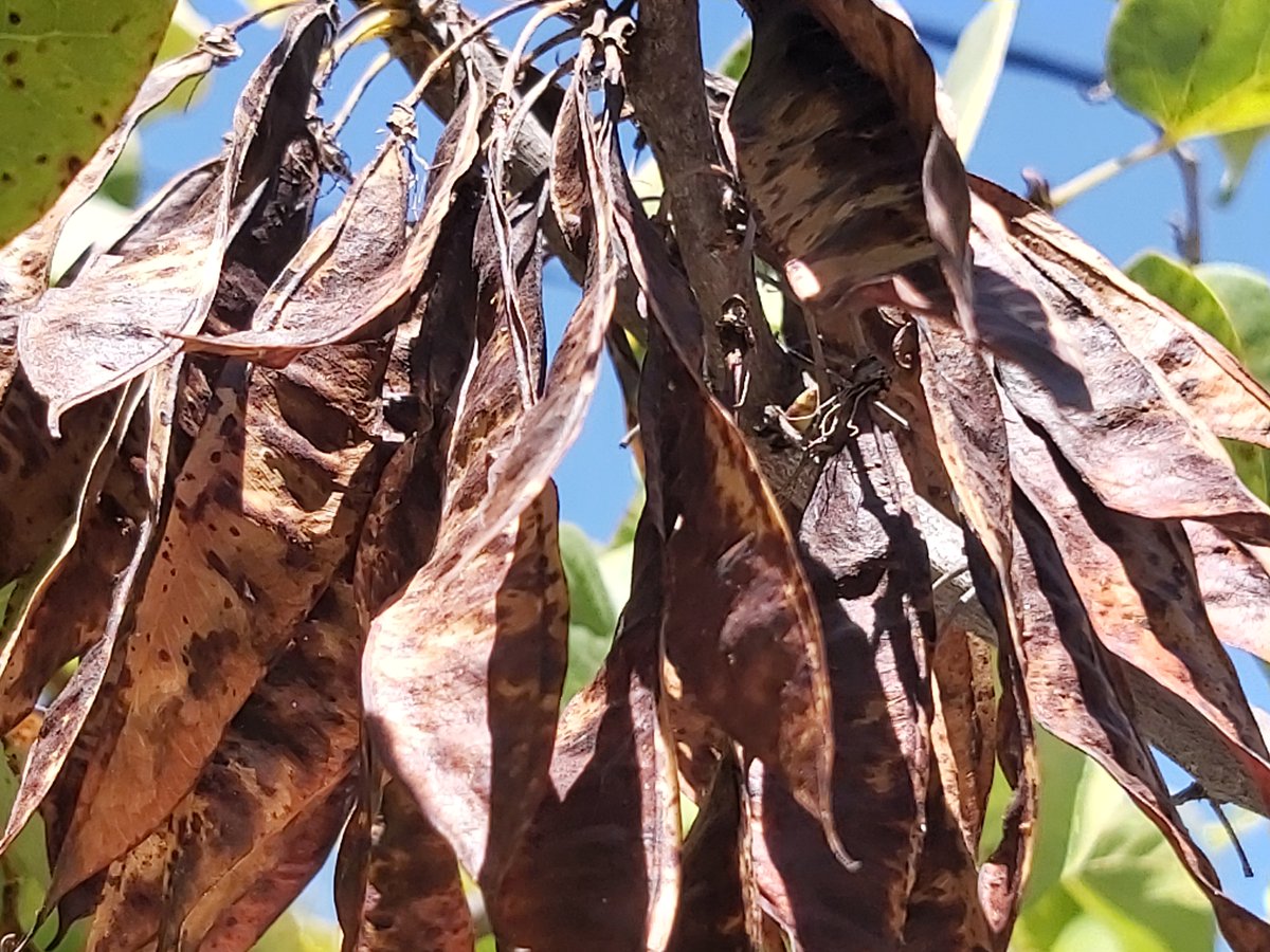 Quiz botanique : de quoi s'agit-il ?

<a href="/julien_loche/">Julien Loche</a> <a href="/Minuitmoins2/">Julia 🫧</a> <a href="/AudePocchiola/">🦸🏻‍♀️ Aude Pocchiola 👩🏻‍🌾👩🏻‍🏫🇮🇹</a> <a href="/FonzieSchmidt/">Marie Schmidt</a> <a href="/solangelavie/">solangelavie</a> @MFBaSLeY1 <a href="/murielherbo/">Muriel Durand</a> <a href="/franck77120/">Franck Bracquemart</a> <a href="/jmleluc/">Leluc Jean-Marc</a> <a href="/dumas_jf/">Dumas Jean-François</a> <a href="/bidulou/">Alain VAYRETTE</a> <a href="/_Perseides_/">Nuit Étoilée ⏚</a> <a href="/PaolaCsermak/">Paola de Rohan-Csermak</a> <a href="/Parisien02/">Fanouxxxxx</a> <a href="/PTouzeauMenoni/">Ph Touzeau-Menoni</a> <a href="/CpiePays/">CPIE Sud Champagne</a> <a href="/pons_sophie/">Pons Sophie</a>