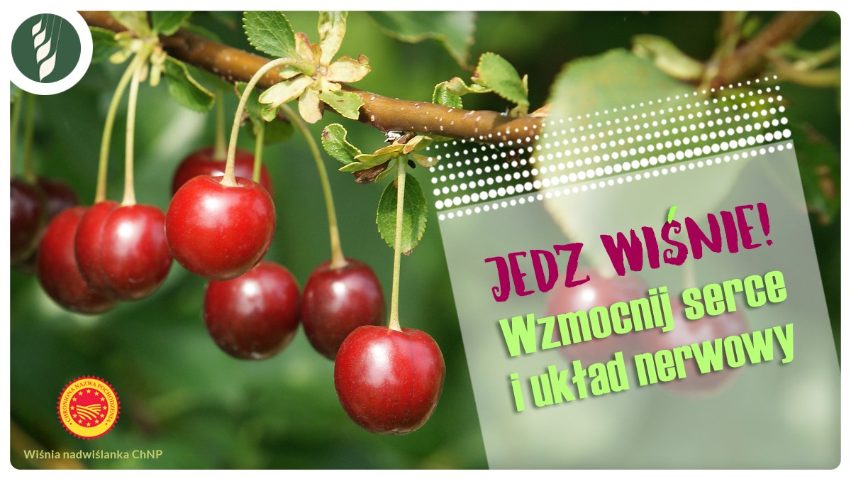 MRiRW_GOV_PL's tweet photo. 🍒#JedzWiśnie - wzmocnij serce i układ nerwowy! Wiśnia to owoc smaczny i zdrowy. Zawiera witaminy A, B,C oraz kumarynę poprawiającą krążenie krwi i melatoninę na kłopoty ze snem. Wybieraj #polskiewiśnie i #WiśnięNadwiślankę ze znakiem #ChNP
#polskieowoce #polskiesuperowoce https://t.co/EXjUfnnDlA