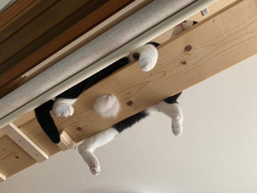pethinker's tweet photo. 😂😂

#ragdoll #cats #kittens #beautifulragdoll #TwitterCats #Cat #Kitten #Cute #TabbyCat #TabbyTroop #JoyOfCats #cat #catlovers #love #black #blackcat #blackcats #blackcatsrule #animal #Ambassacats #AdoptDontShop #catsoftwitter #Twitter #catlife #dance #meow #catsoftheday #pet https://t.co/b9vhpVEUu6